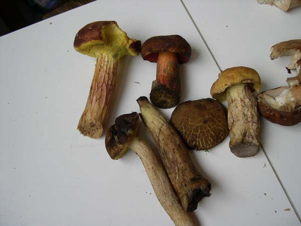 2b-bolets