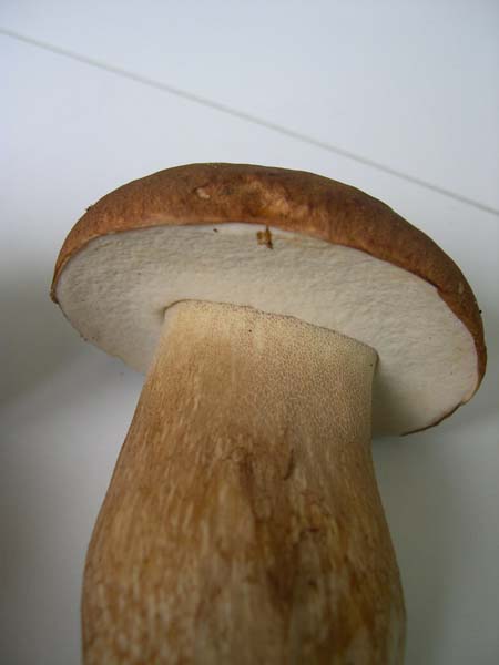 4-Boletus