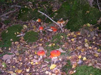 Amanita-Muscaria3