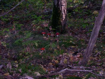 Amanita-Muscaria4