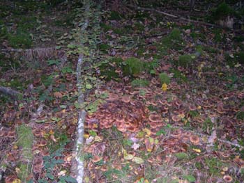 Armillaires-en-pagaille