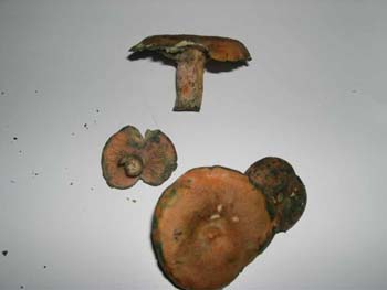 Lactarius-sanguifluus