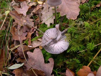 Mycena-ou-collybia
