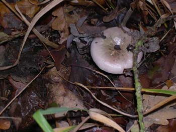 Russula-cyanoxantha