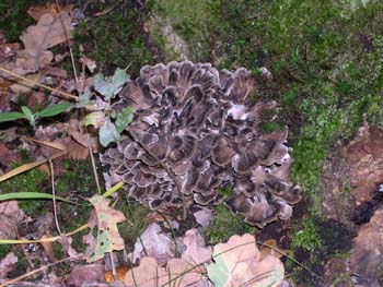 grifola-frondosa-(ou-dendri