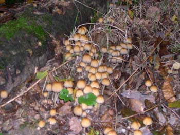 psathyrella-ou-quoi