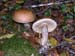 Leccinum-(raboteux)