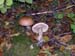 Leccinum-scabrum-Bolet-rude