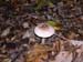 Lepiota-procera