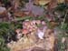 hypholoma-sulfureum-ou-quoi